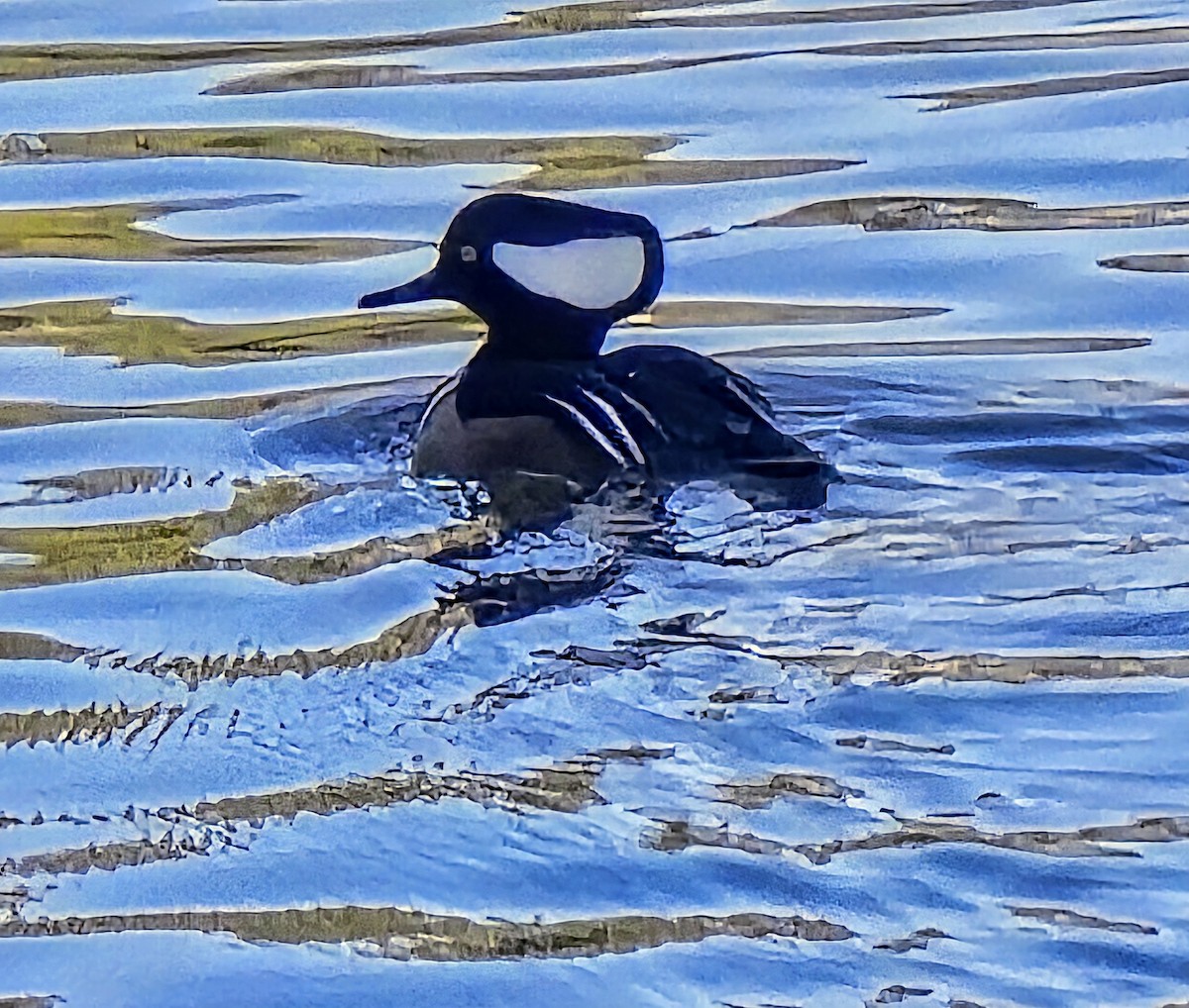 Капюшоновый крохаль - ML647028099