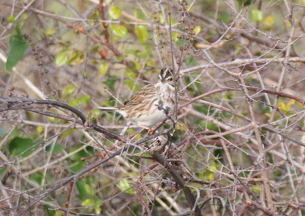 Саванная овсянка - ML647028105
