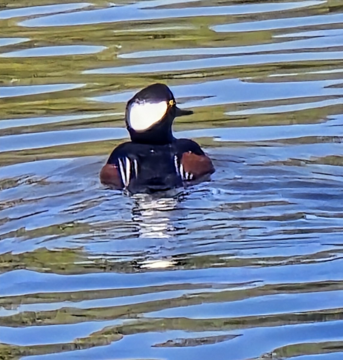 Капюшоновый крохаль - ML647028106