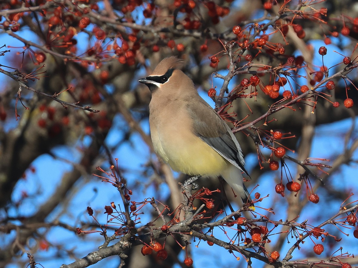 Кедровый свиристель - ML647028108