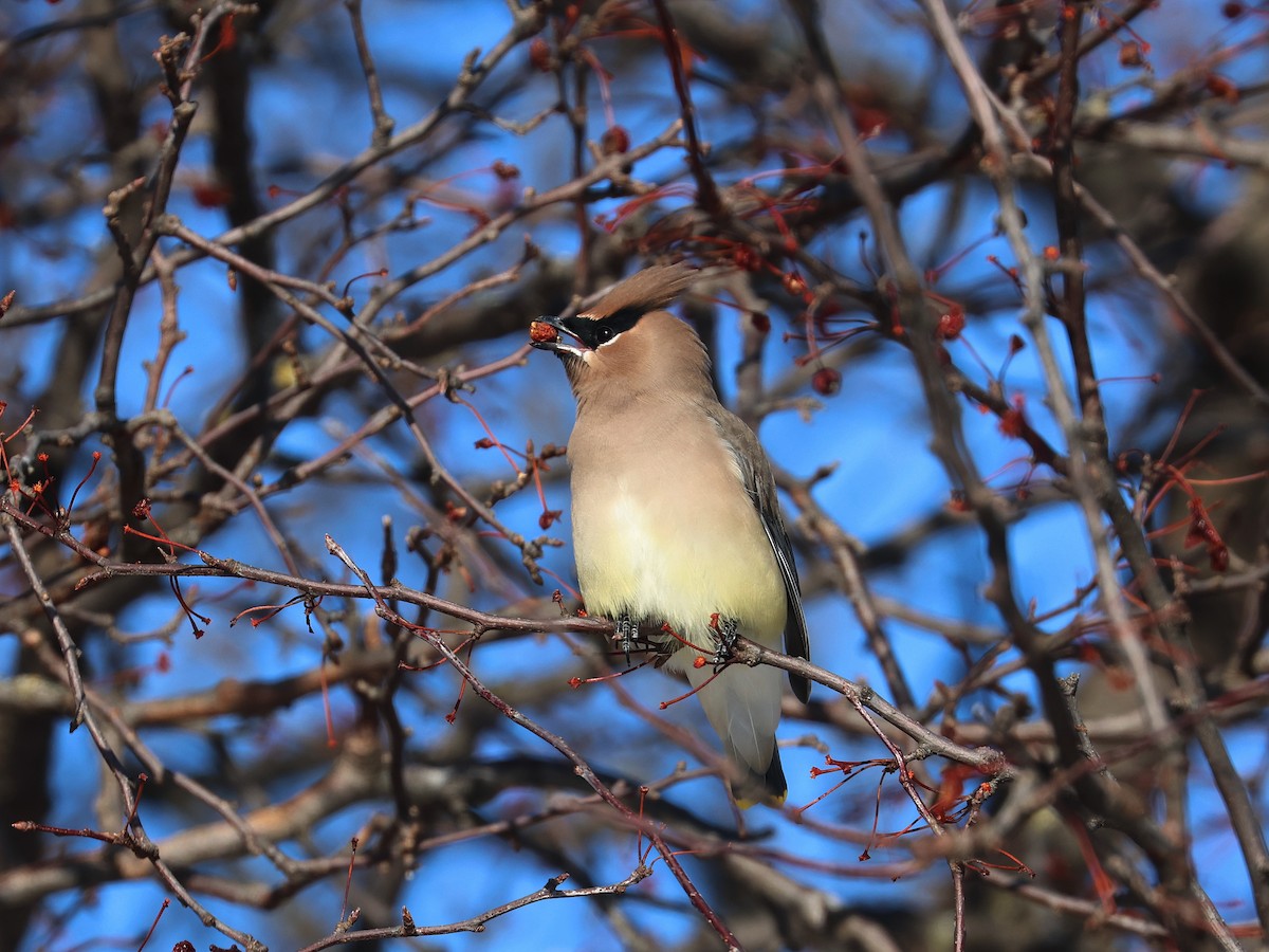 Кедровый свиристель - ML647028109