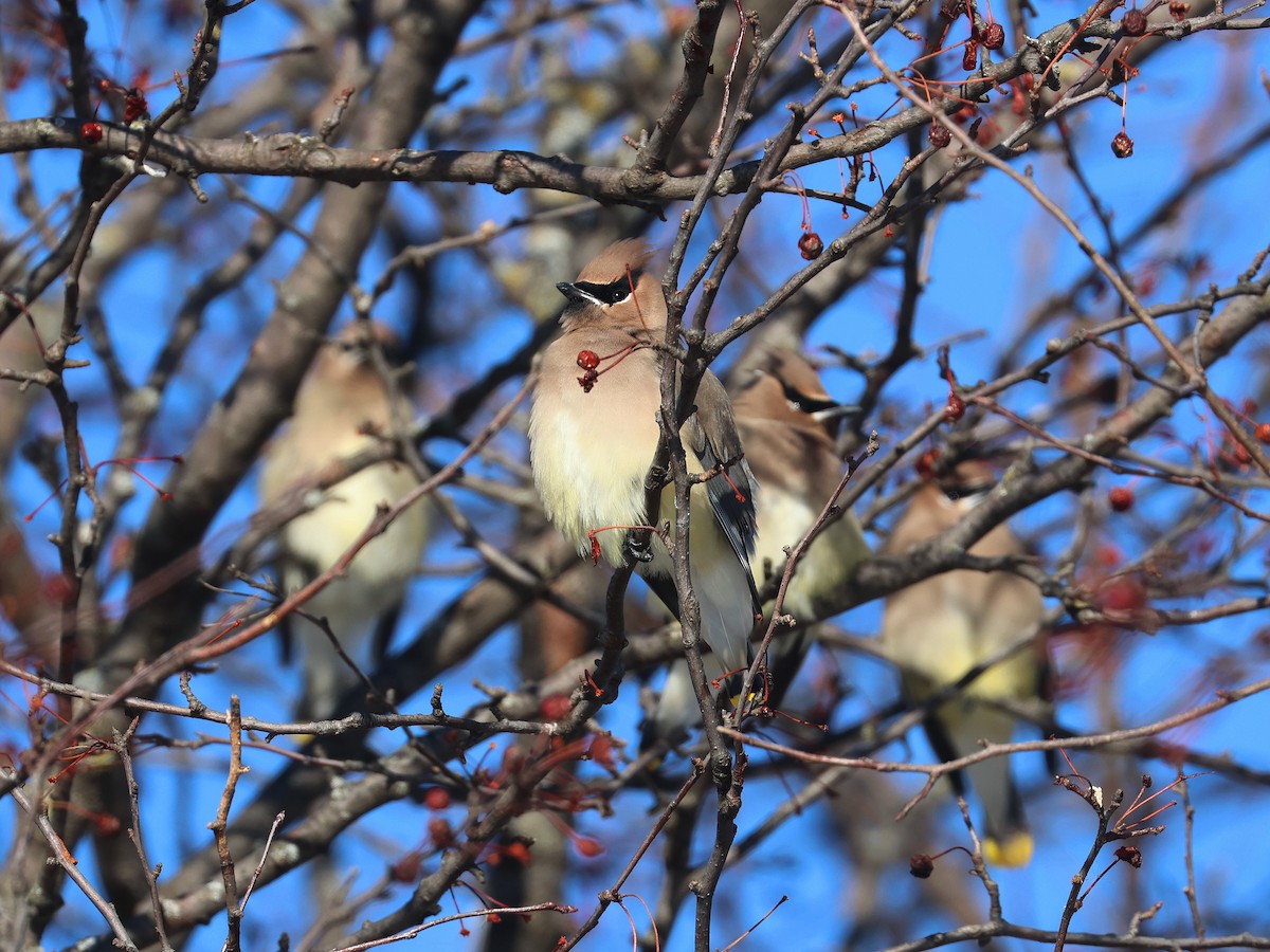 Кедровый свиристель - ML647028110
