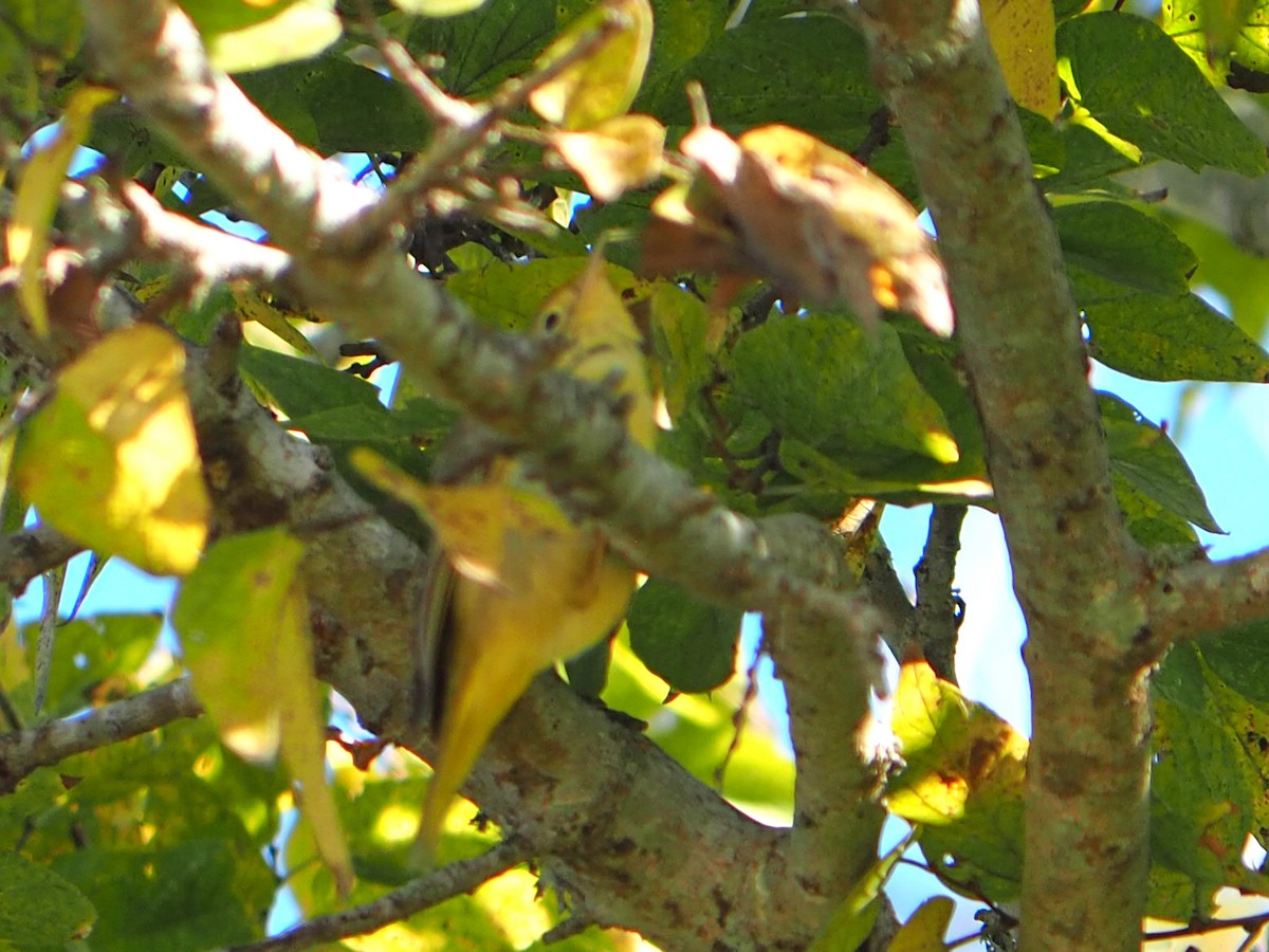 Northern Yellow Warbler - ML647028111