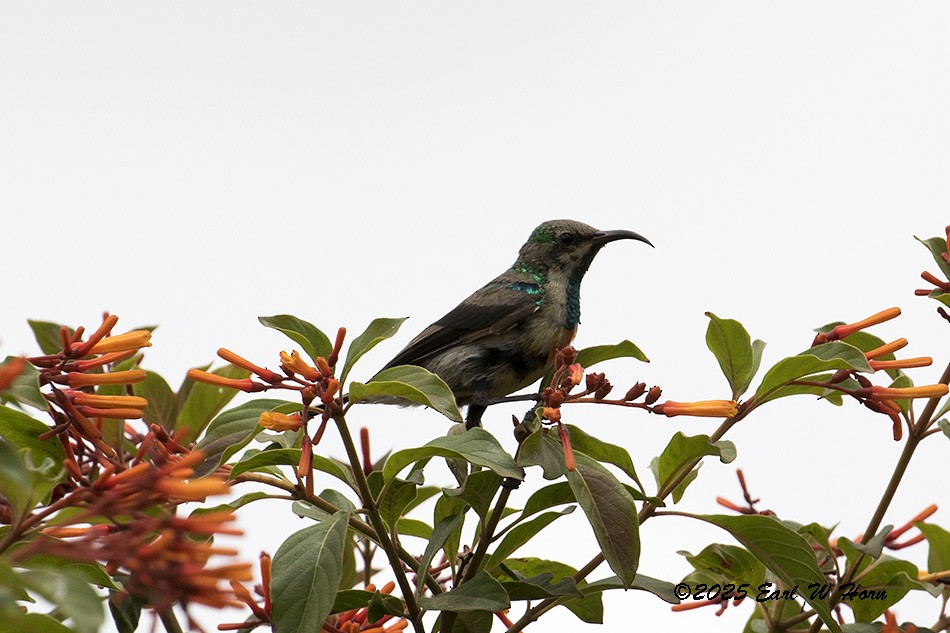 Nectariniidae sp. (sunbird sp.) - ML647028112
