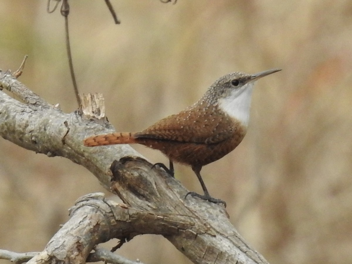 Каньонный крапивник - ML647028113