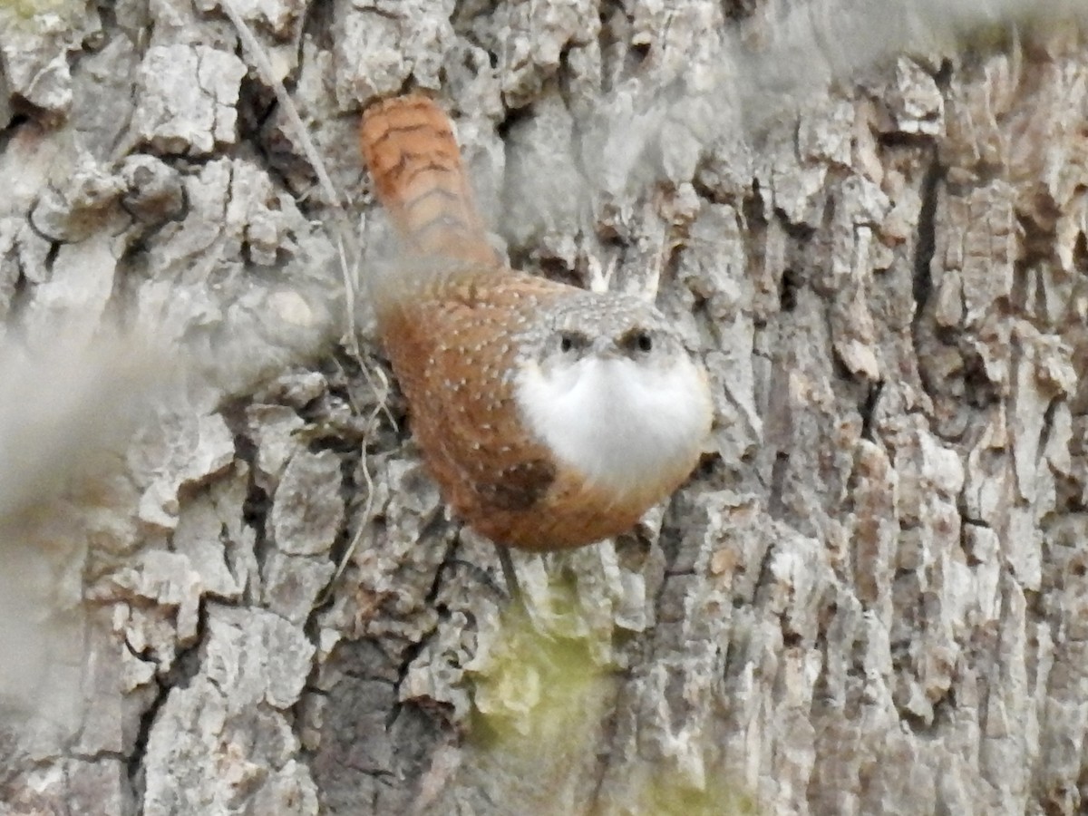 Каньонный крапивник - ML647028114