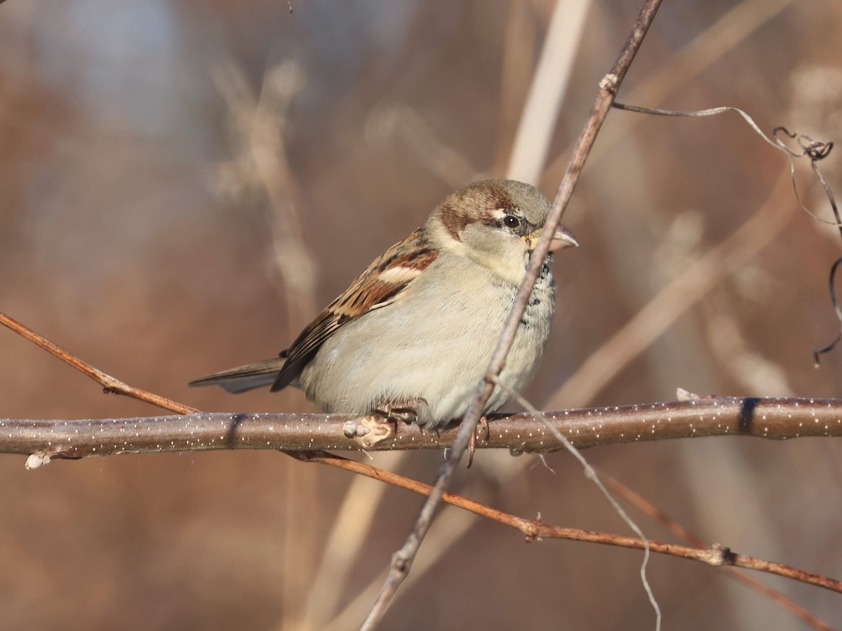 Домовый воробей - ML647028115