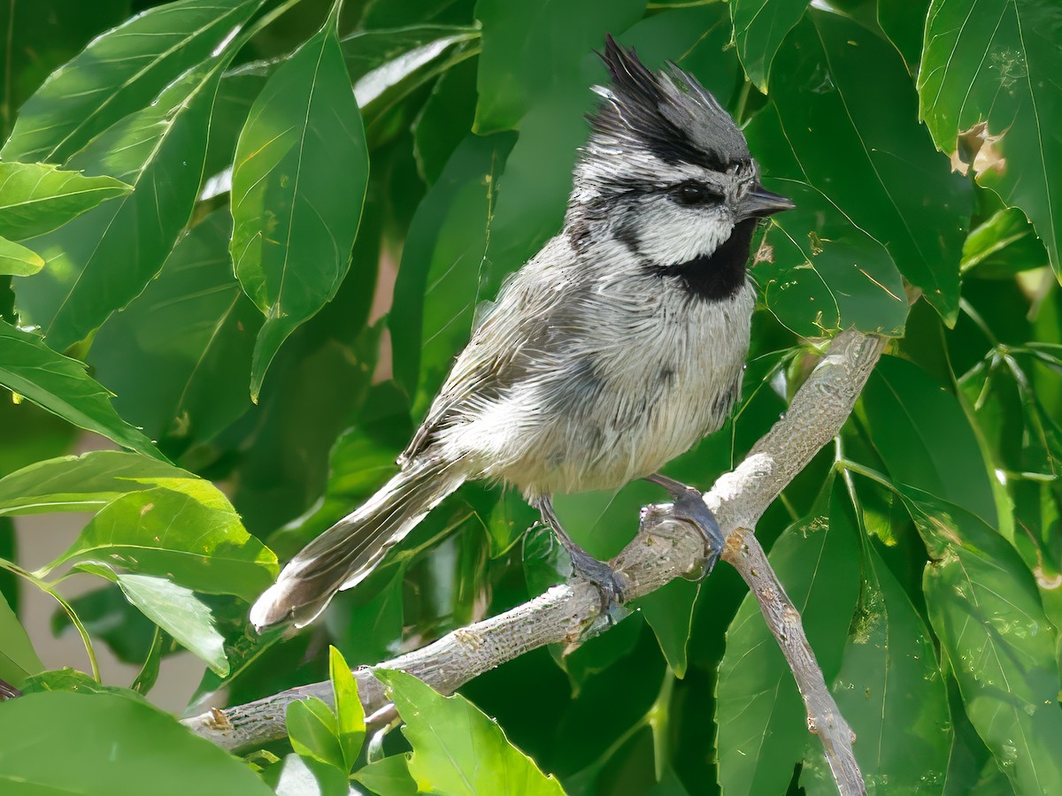 Мексиканская гренадерка - ML647028116