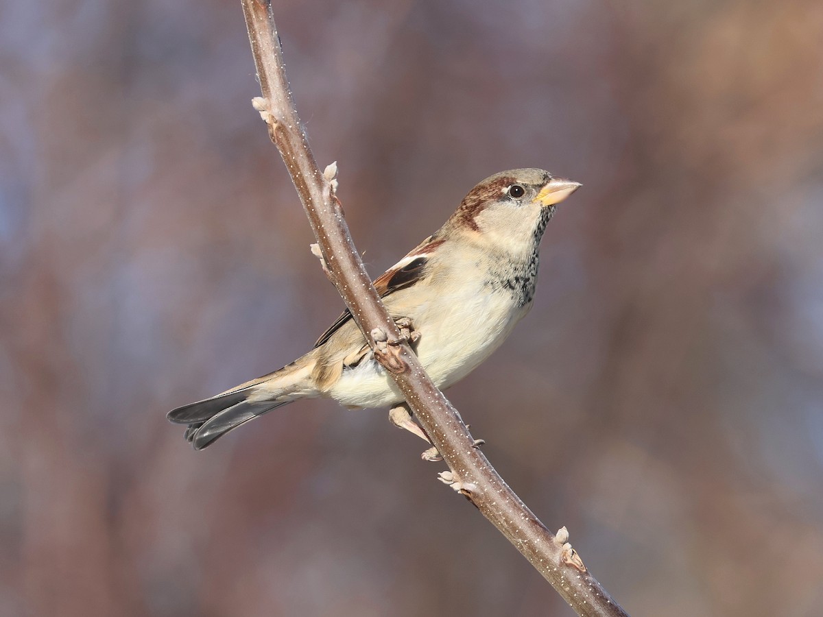Домовый воробей - ML647028117