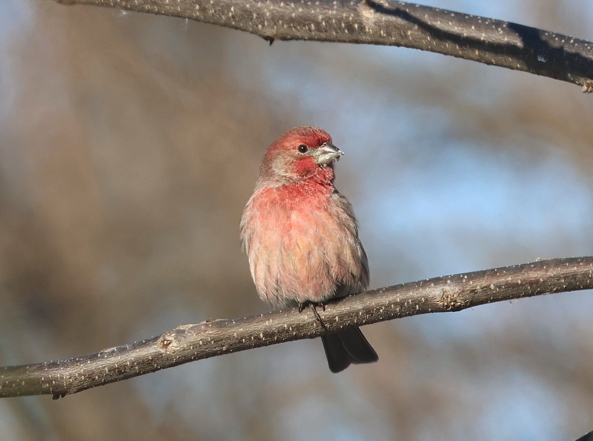 Мексиканская чечевица - ML647028118