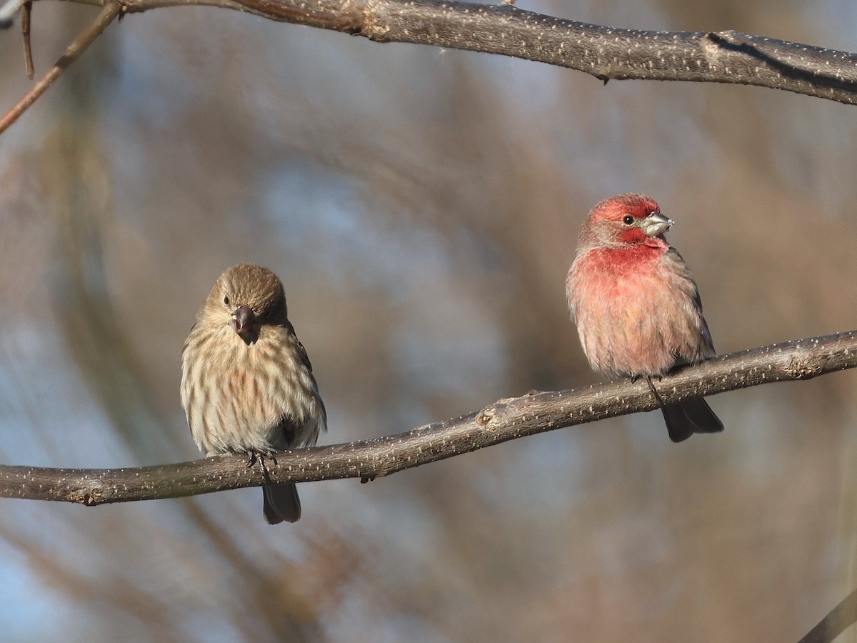 Мексиканская чечевица - ML647028119