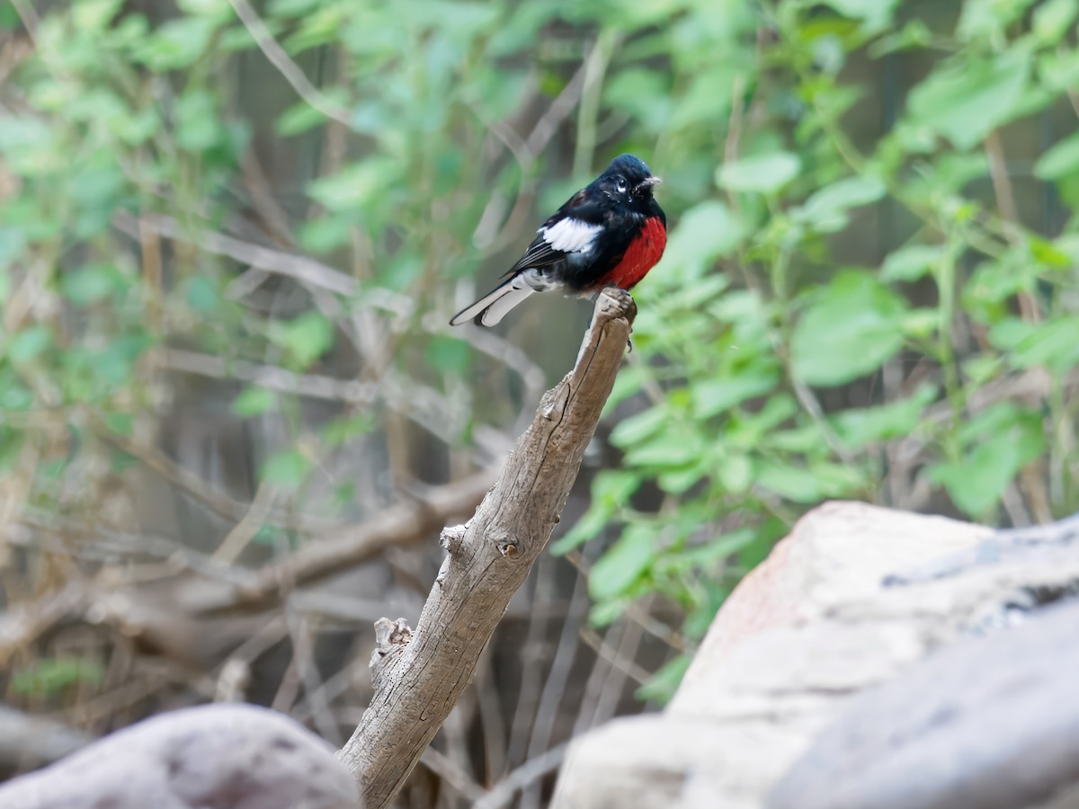 Painted Redstart - ML647028120