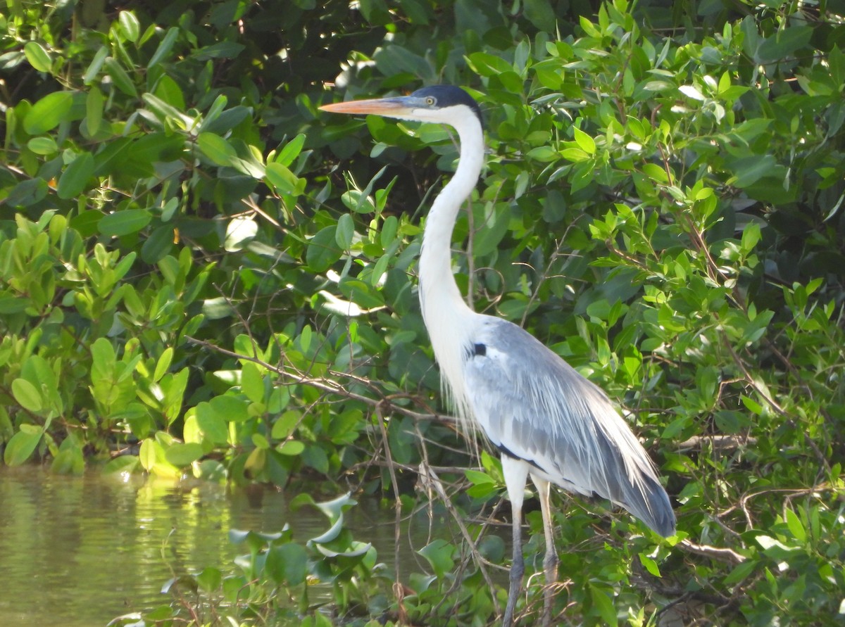 cocoihegre - ML647028122