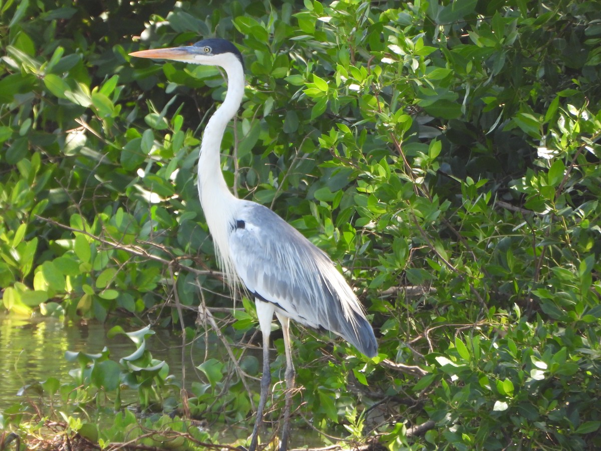 cocoihegre - ML647028124