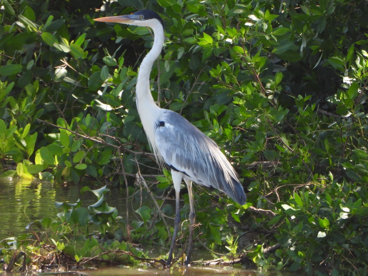 cocoihegre - ML647028125