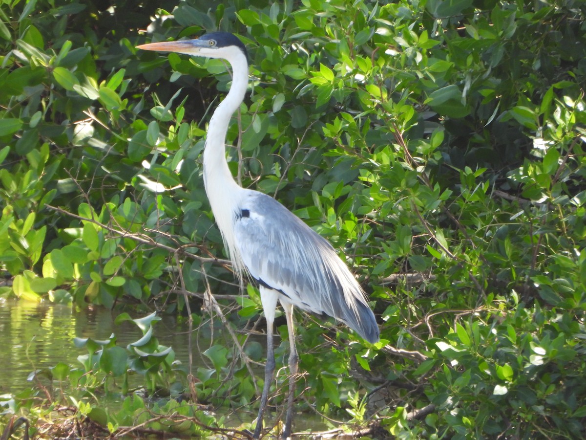 cocoihegre - ML647028126