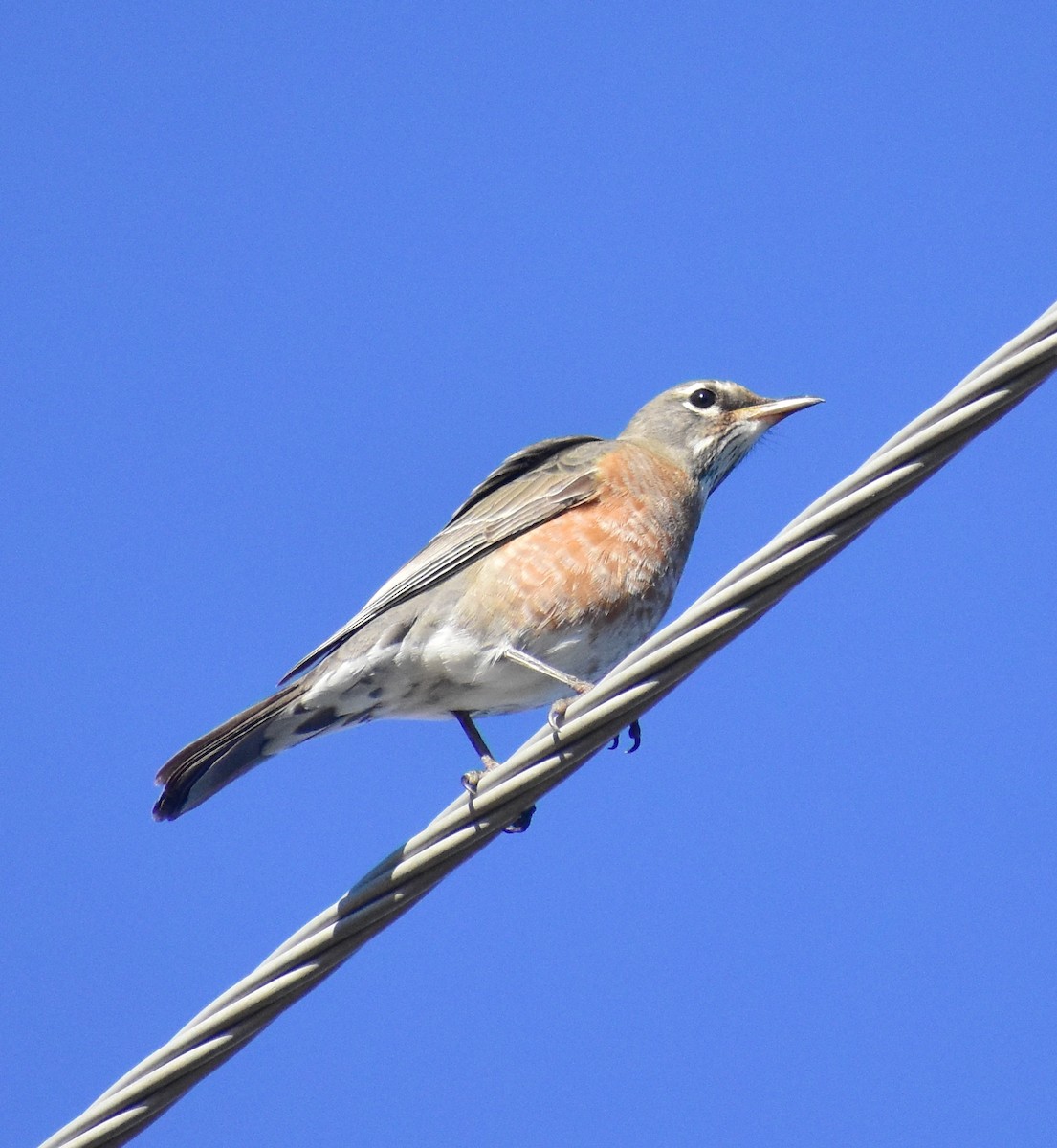 American Robin - ML647028129