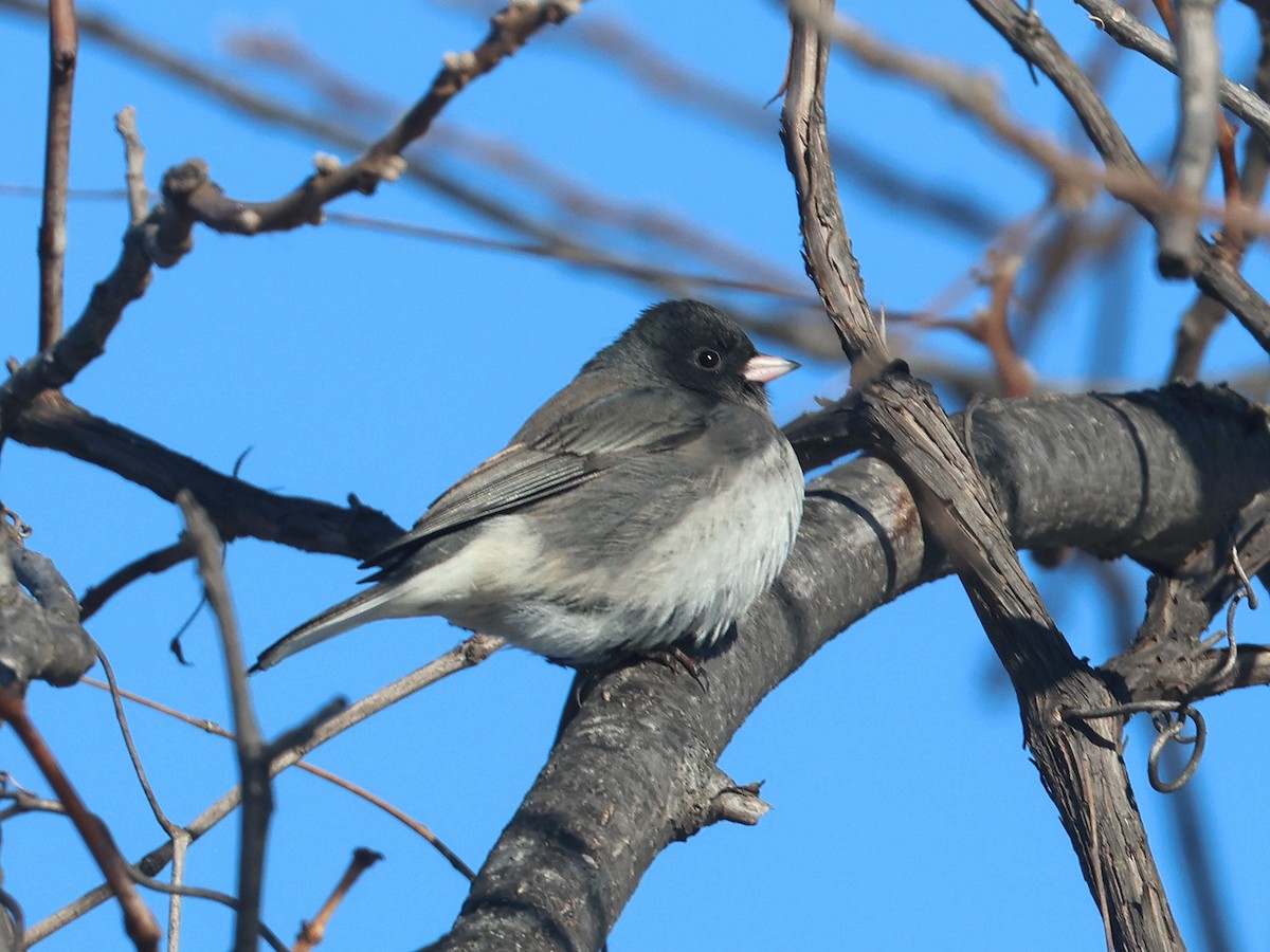 vinterjunko - ML647028130