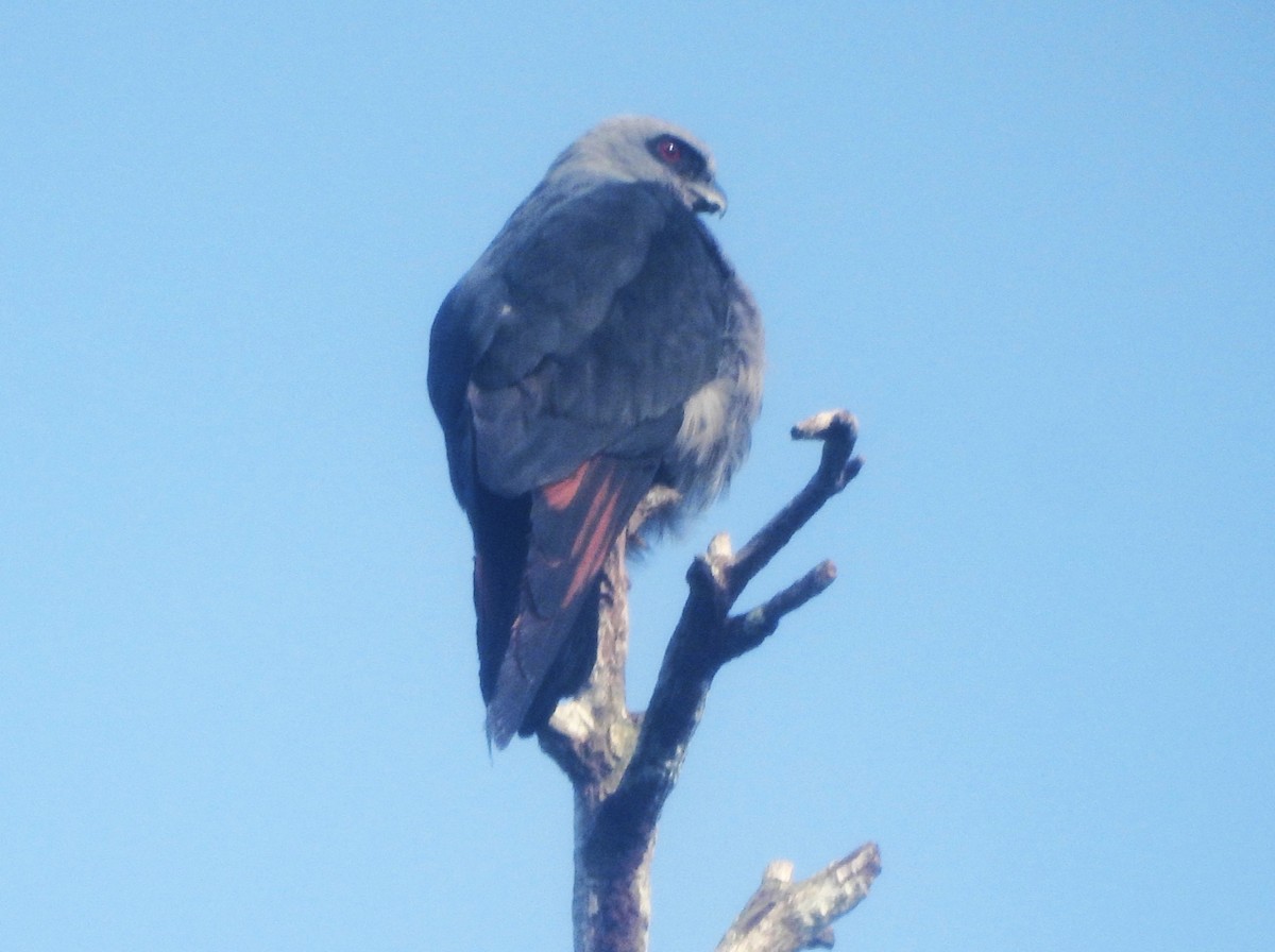 blyglente - ML647028132