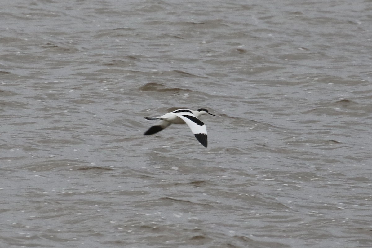 avosett - ML647028133