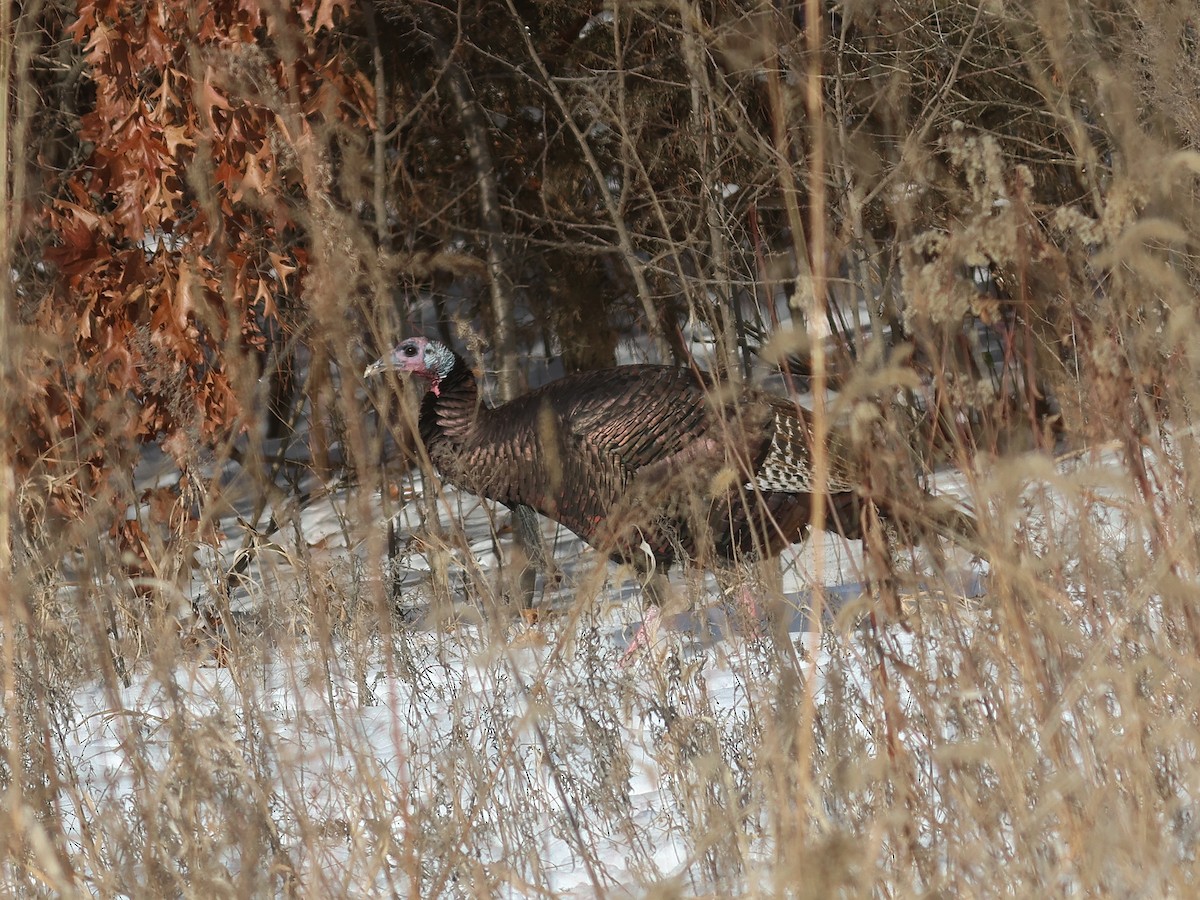 kalkun - ML647028137