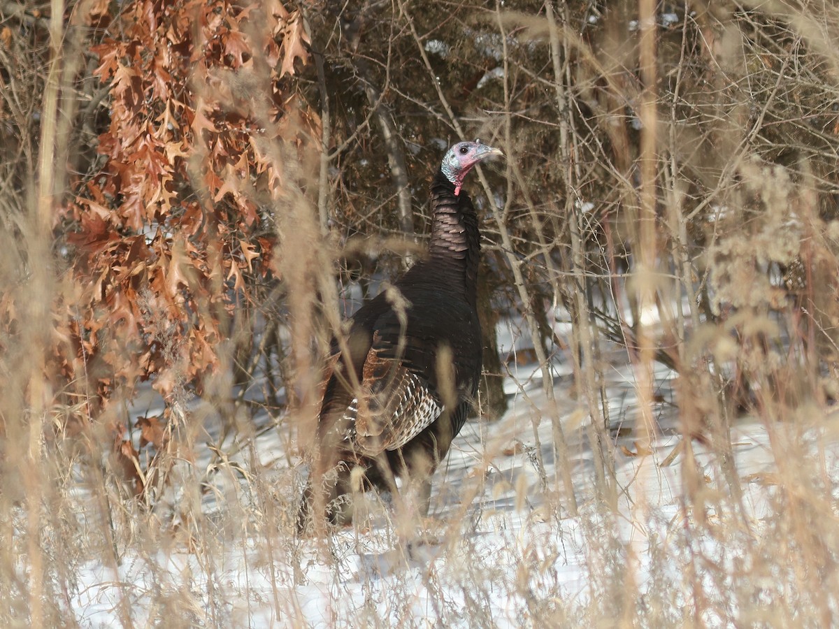 kalkun - ML647028138