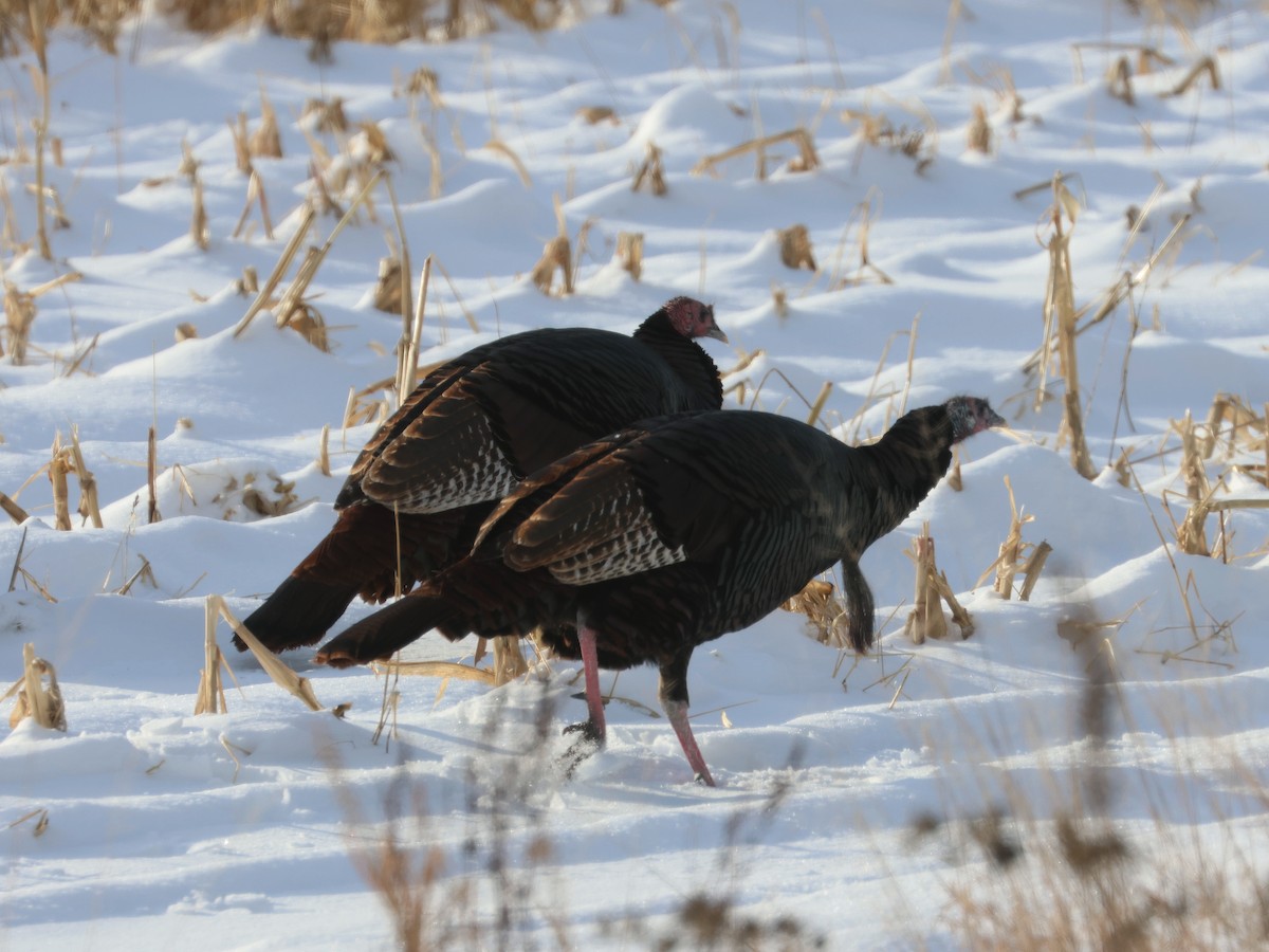 kalkun - ML647028139