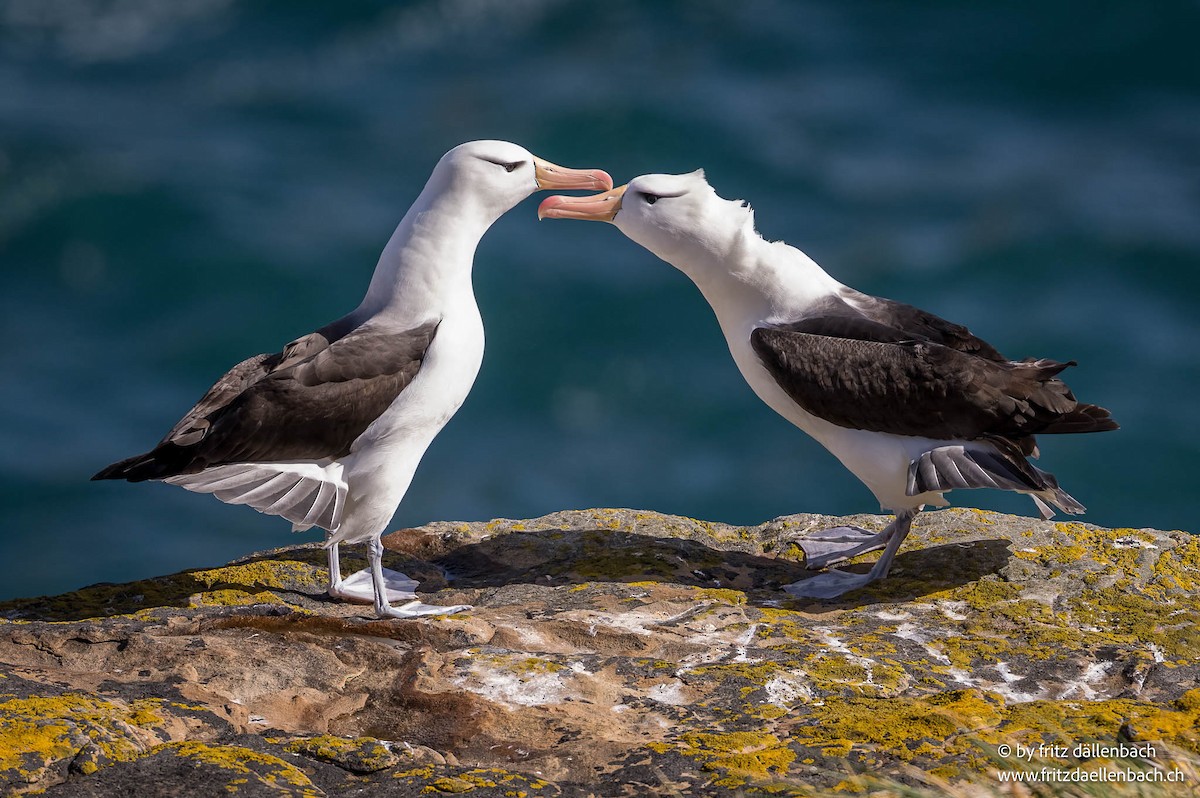 svartbrynalbatross - ML647028140