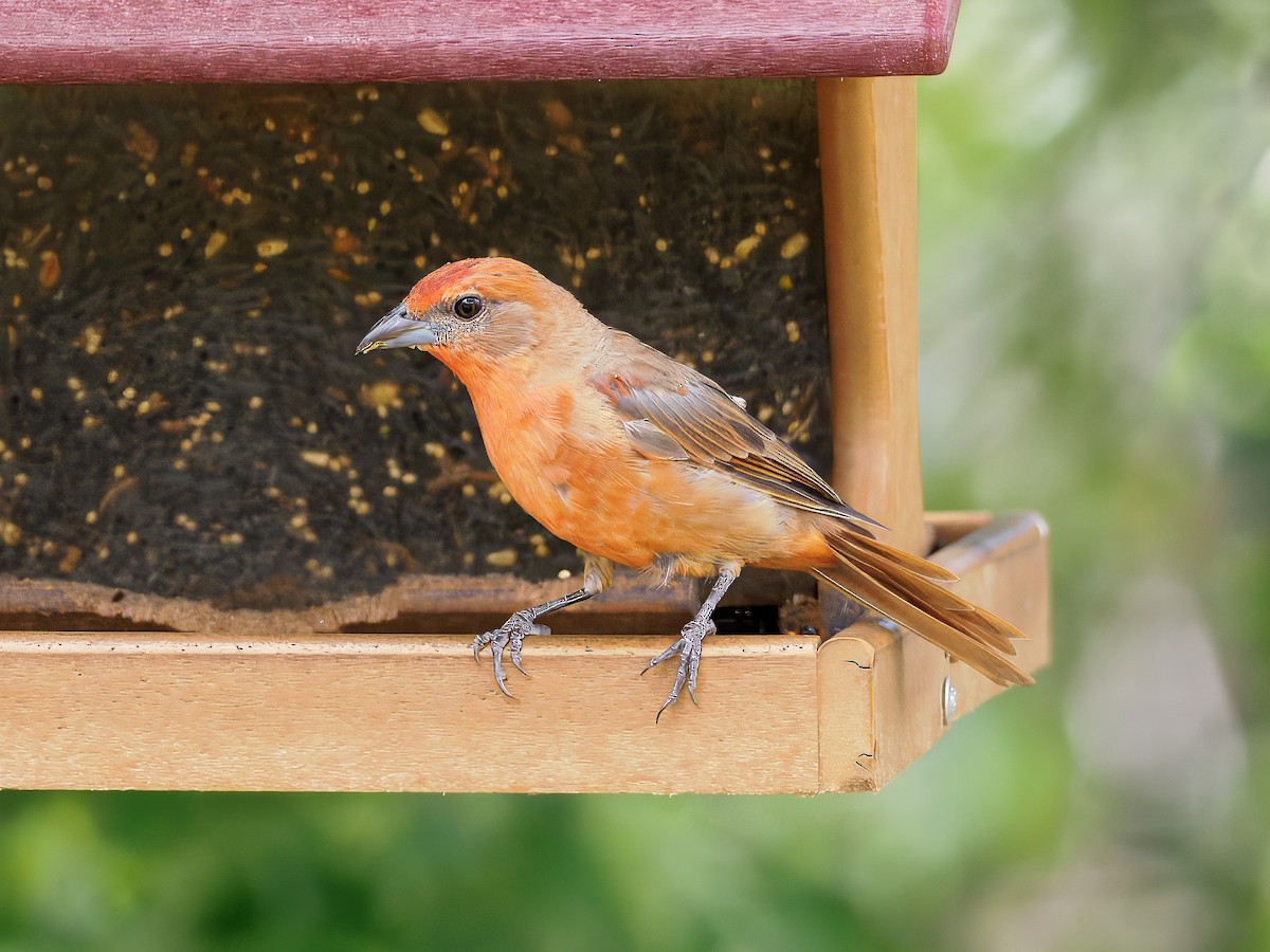 skarlagenpiranga - ML647028142