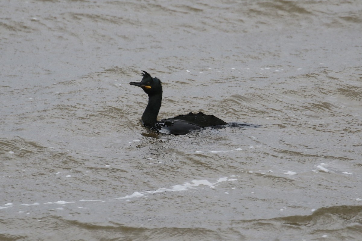 toppskarv - ML647028144