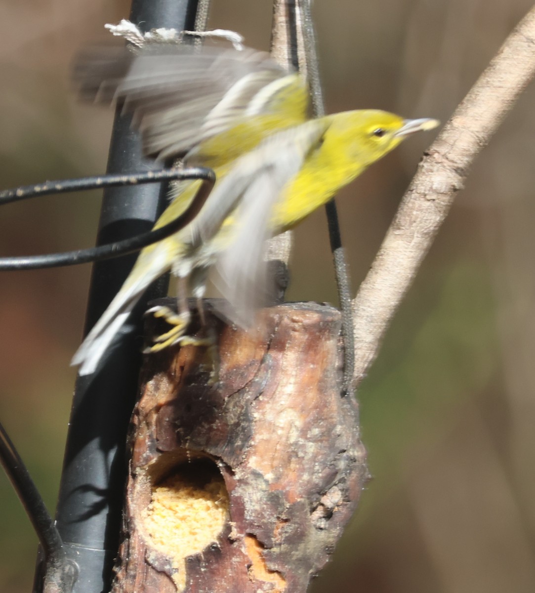 furuparula - ML647028145