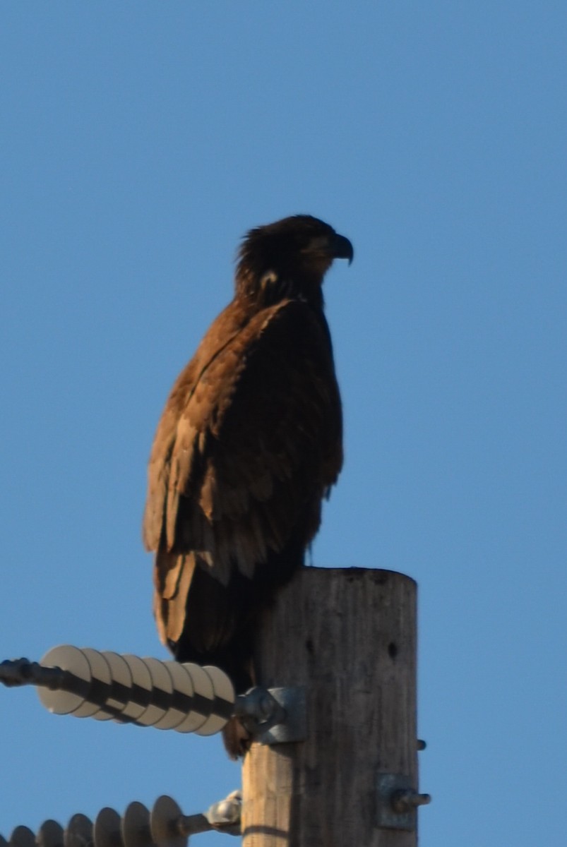 kongeørn - ML647028146