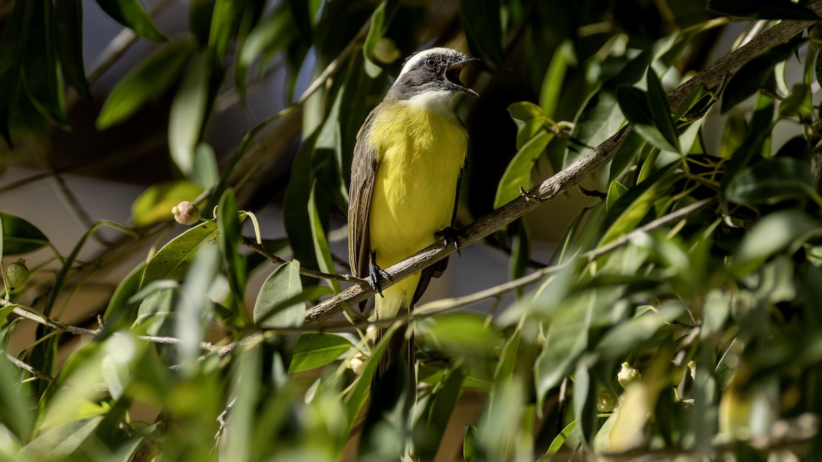 haciendatyrann - ML647028149