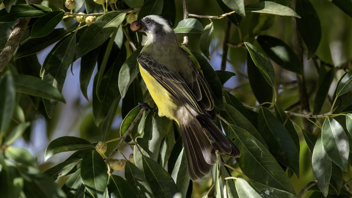 haciendatyrann - ML647028150