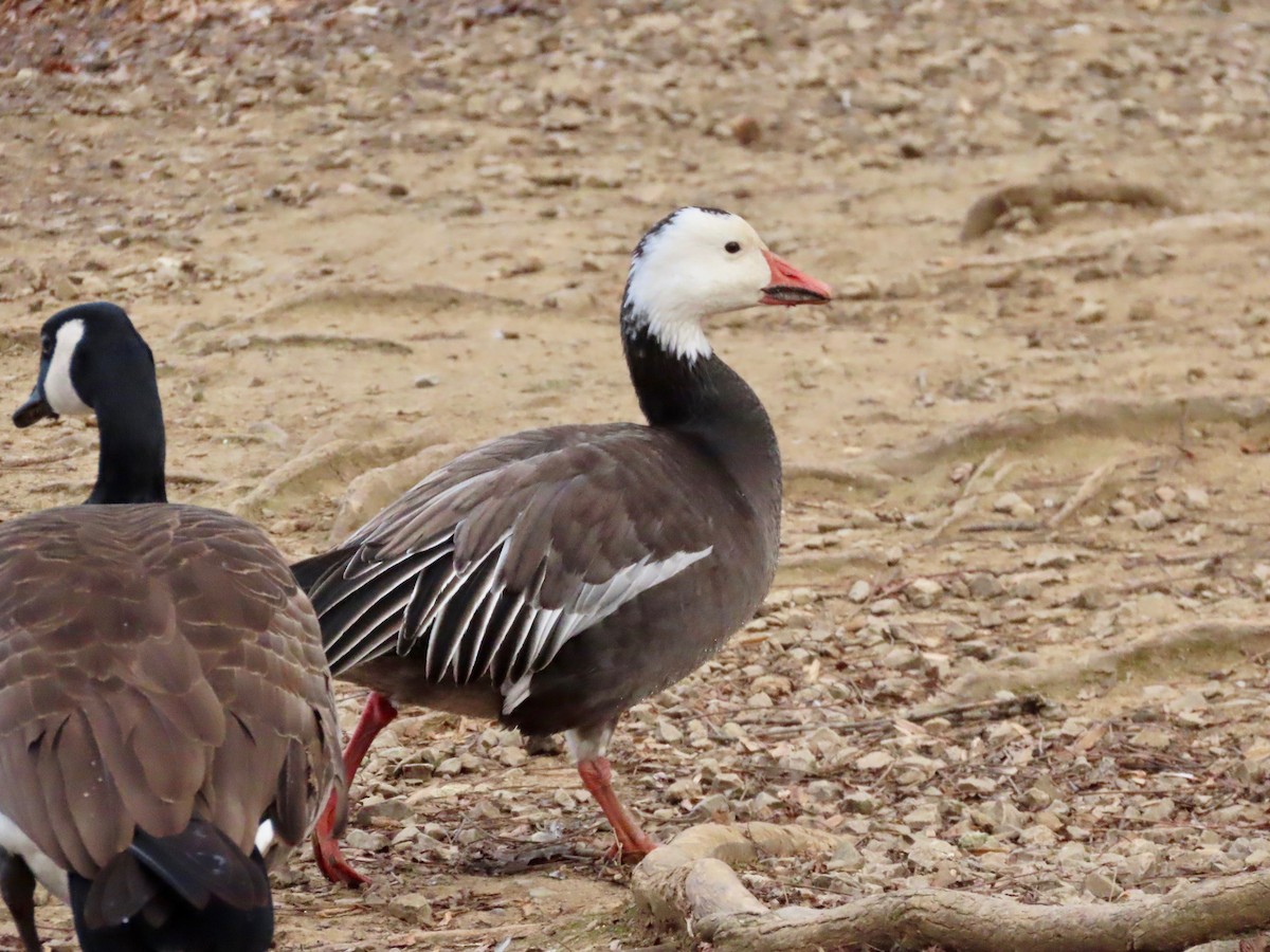 snøgås - ML647028151