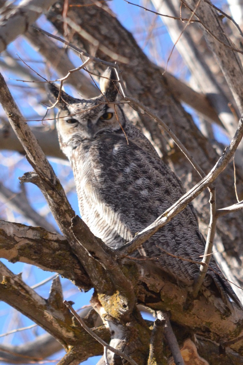 hornugle - ML647028152