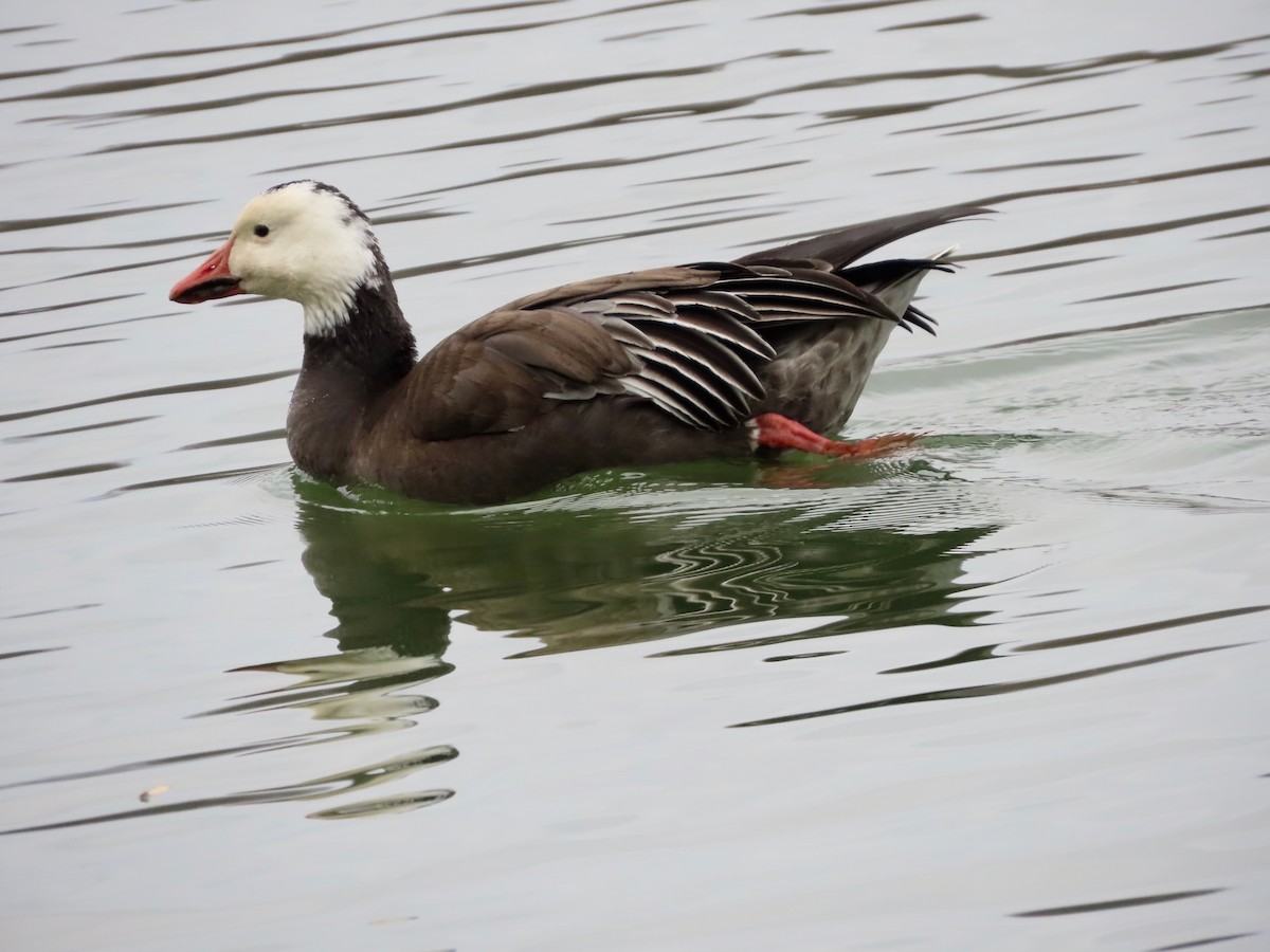 snøgås - ML647028153