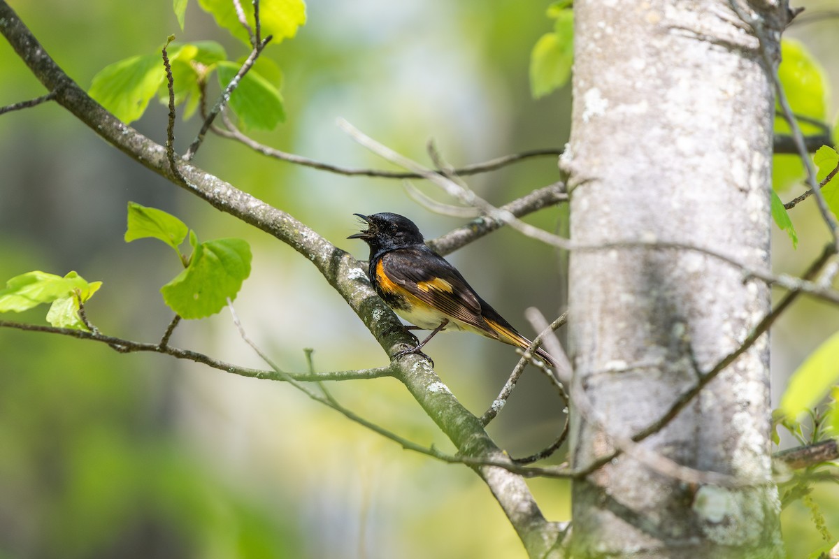 rødstjertparula - ML647028154