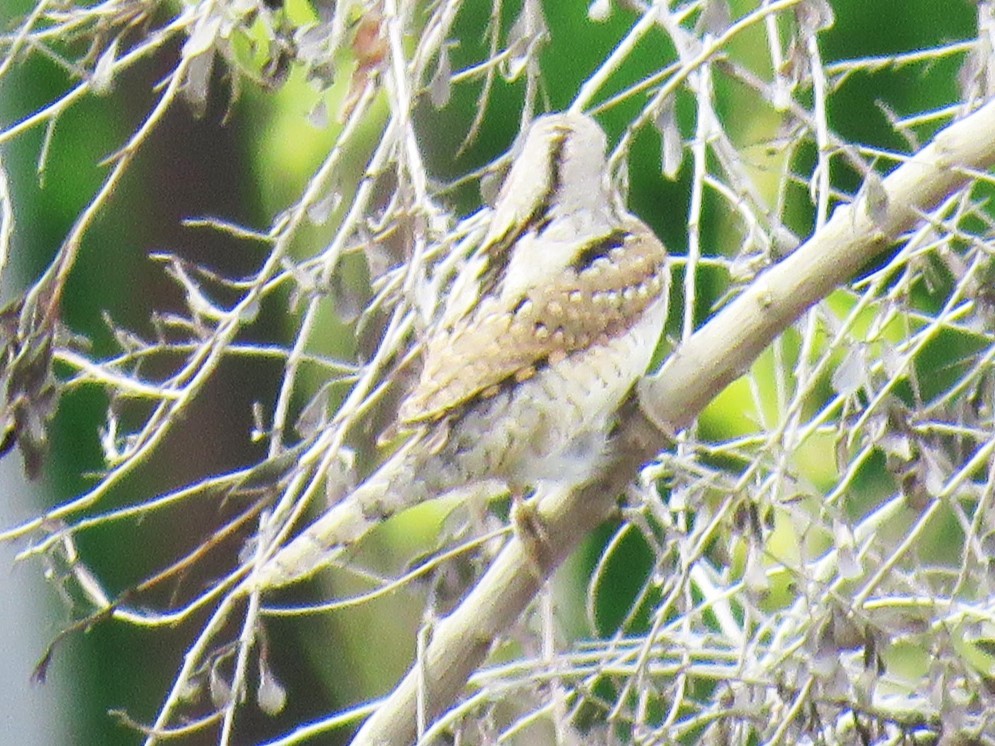 Eurasian Wryneck - ML647028155