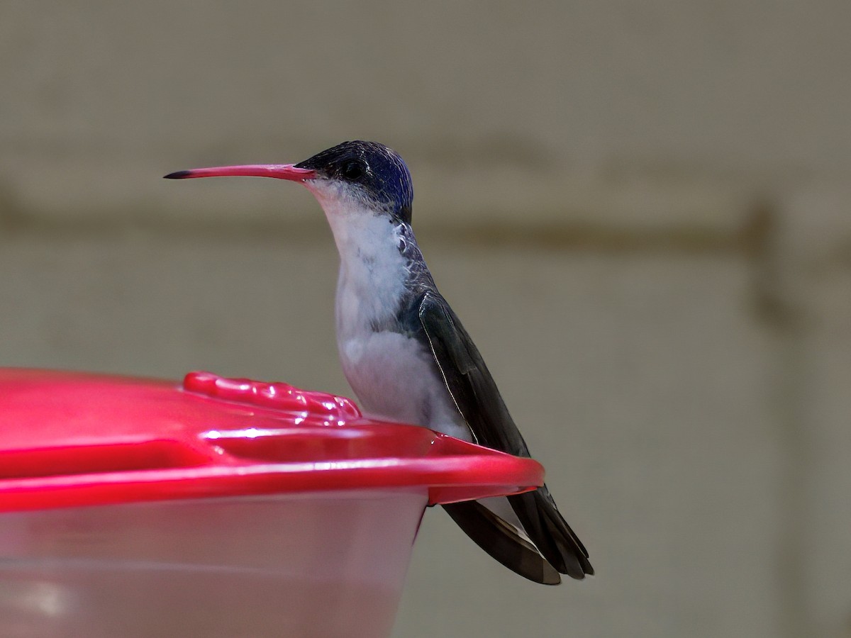 fioletthettekolibri - ML647028156