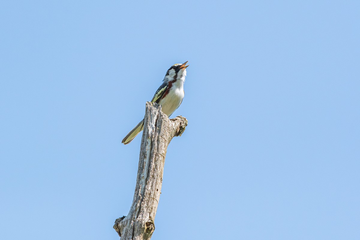 Chestnut-sided Warbler - ML647028162