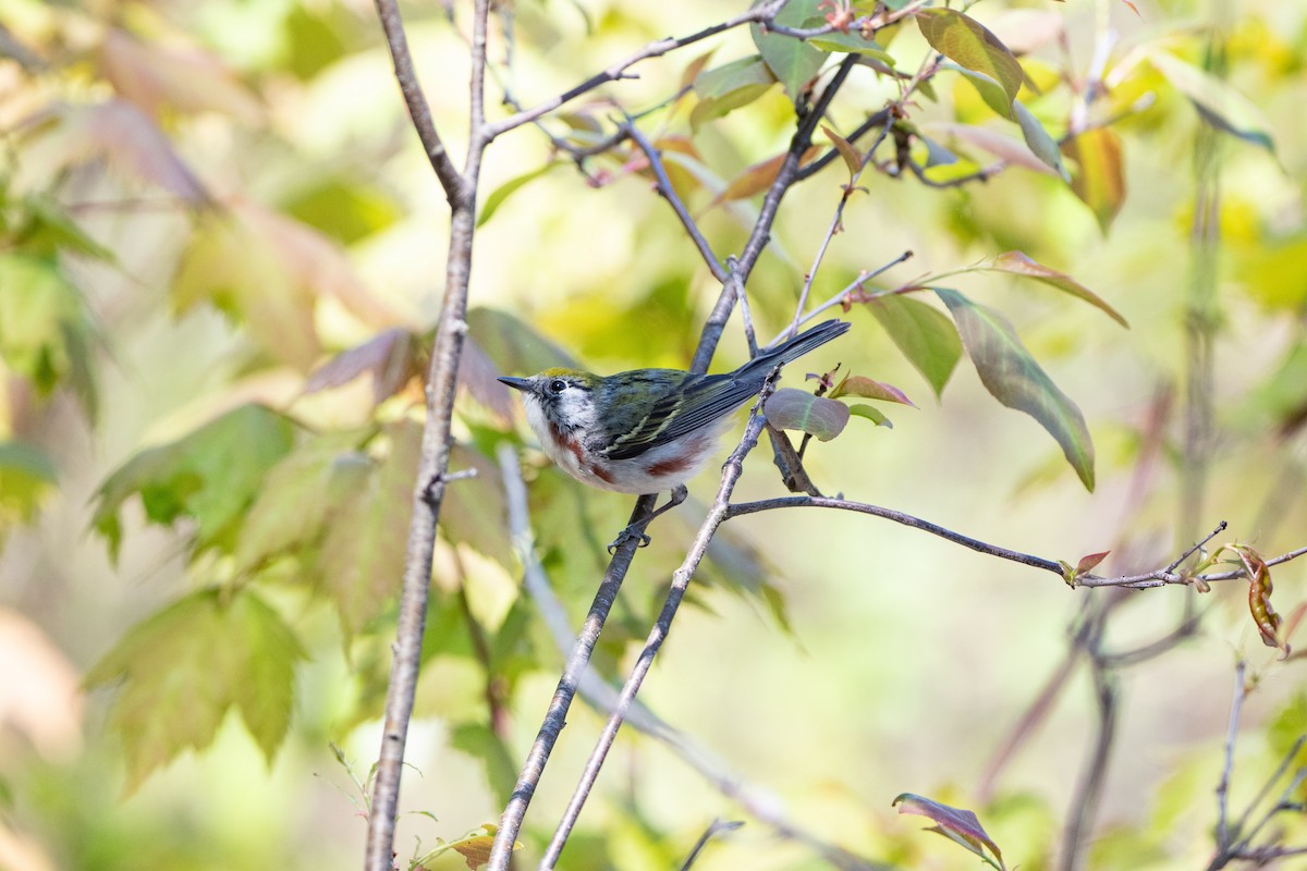 Chestnut-sided Warbler - ML647028163