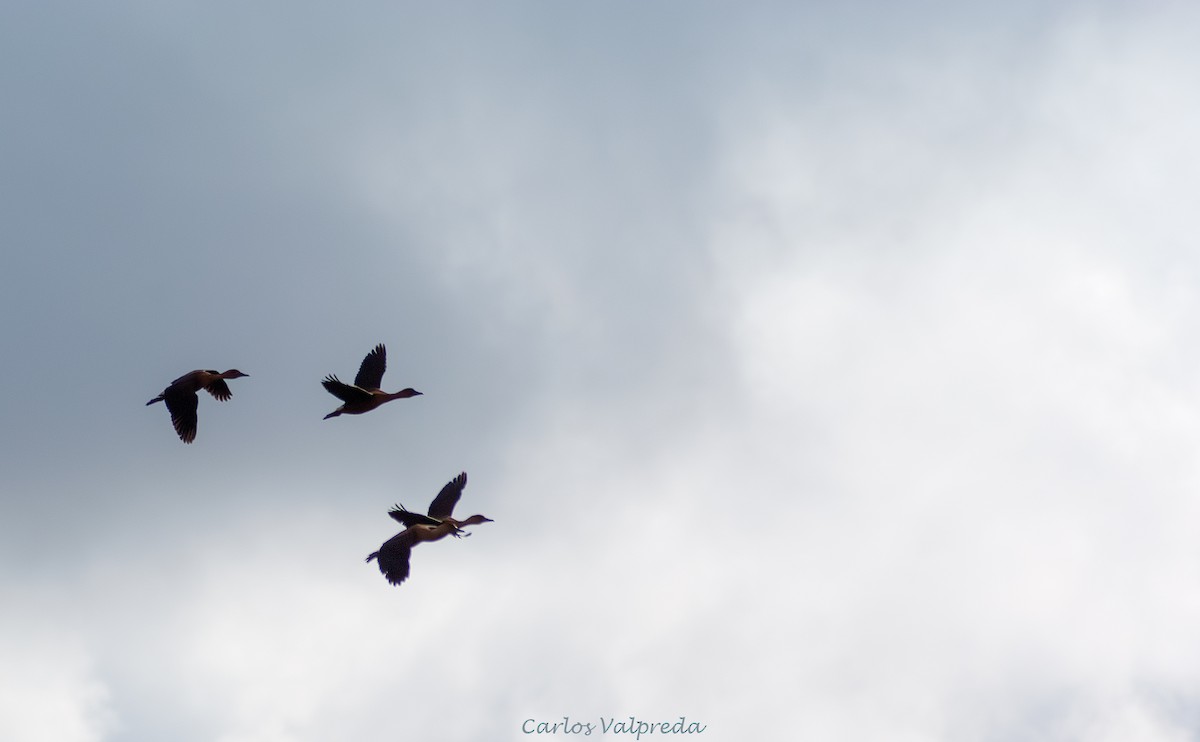 Zuhaitz-ahate kolorebikoa - ML647028165