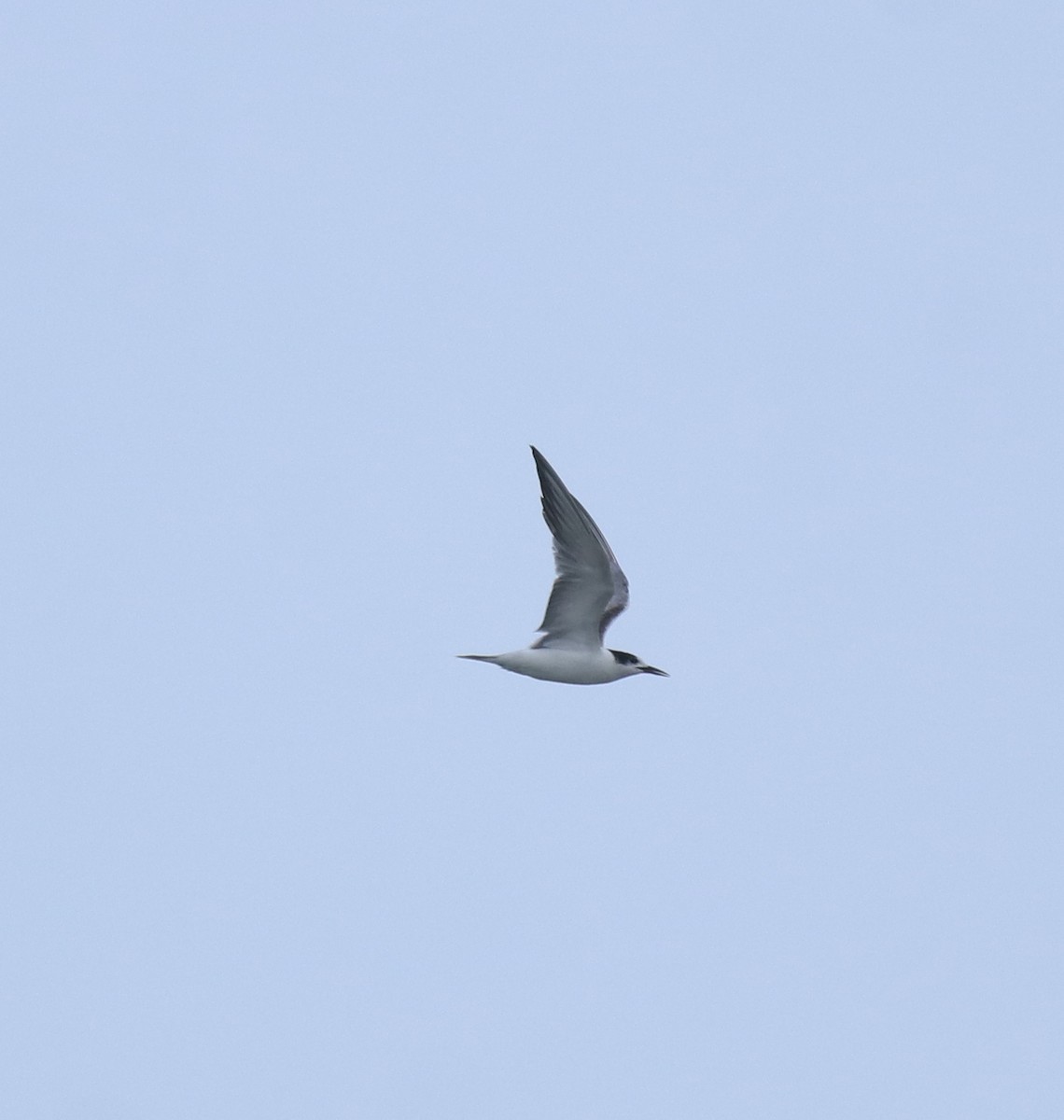 Common Tern - ML647028182
