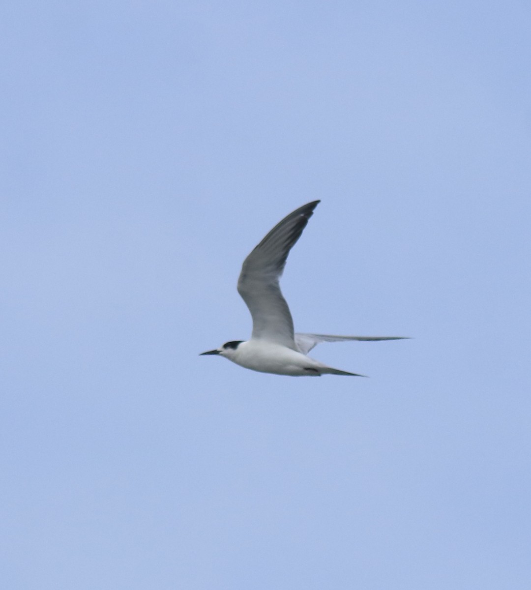 燕鷗 - ML647028183