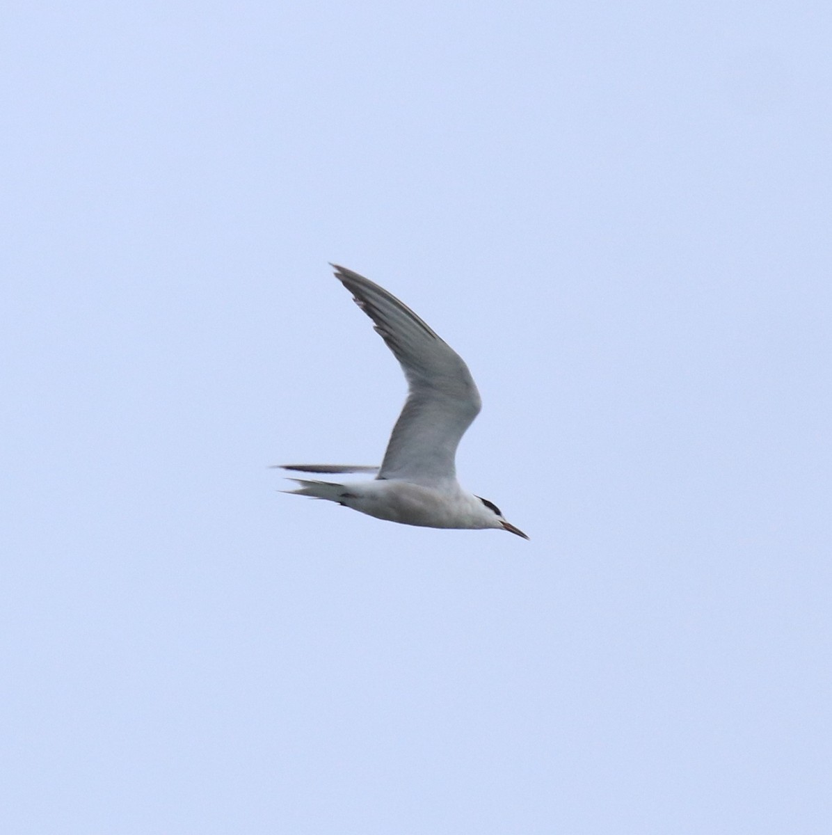 燕鷗 - ML647028186