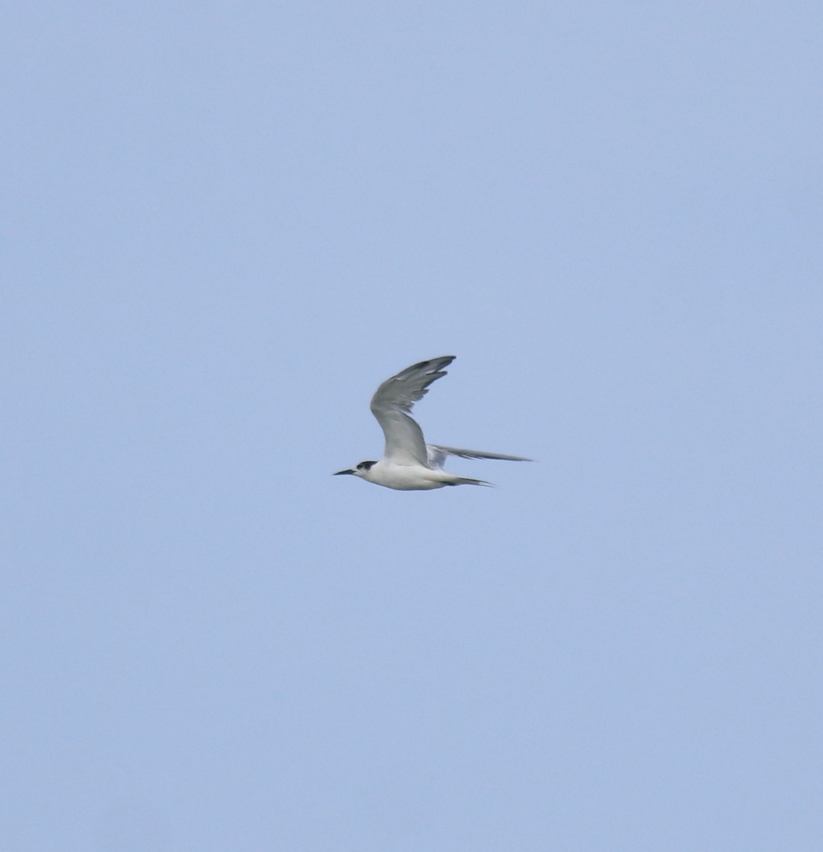 燕鷗 - ML647028189