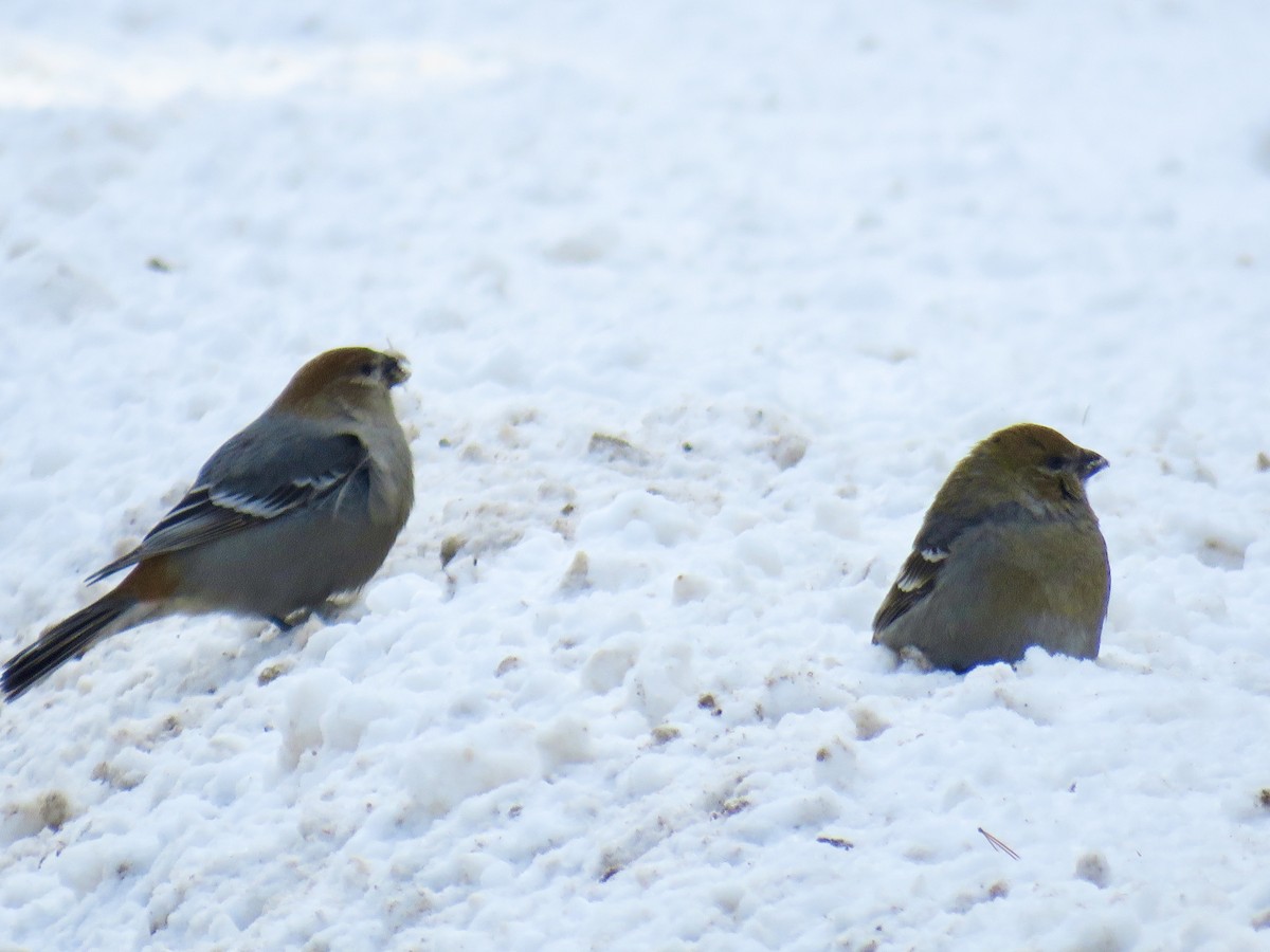 konglebit - ML647028192