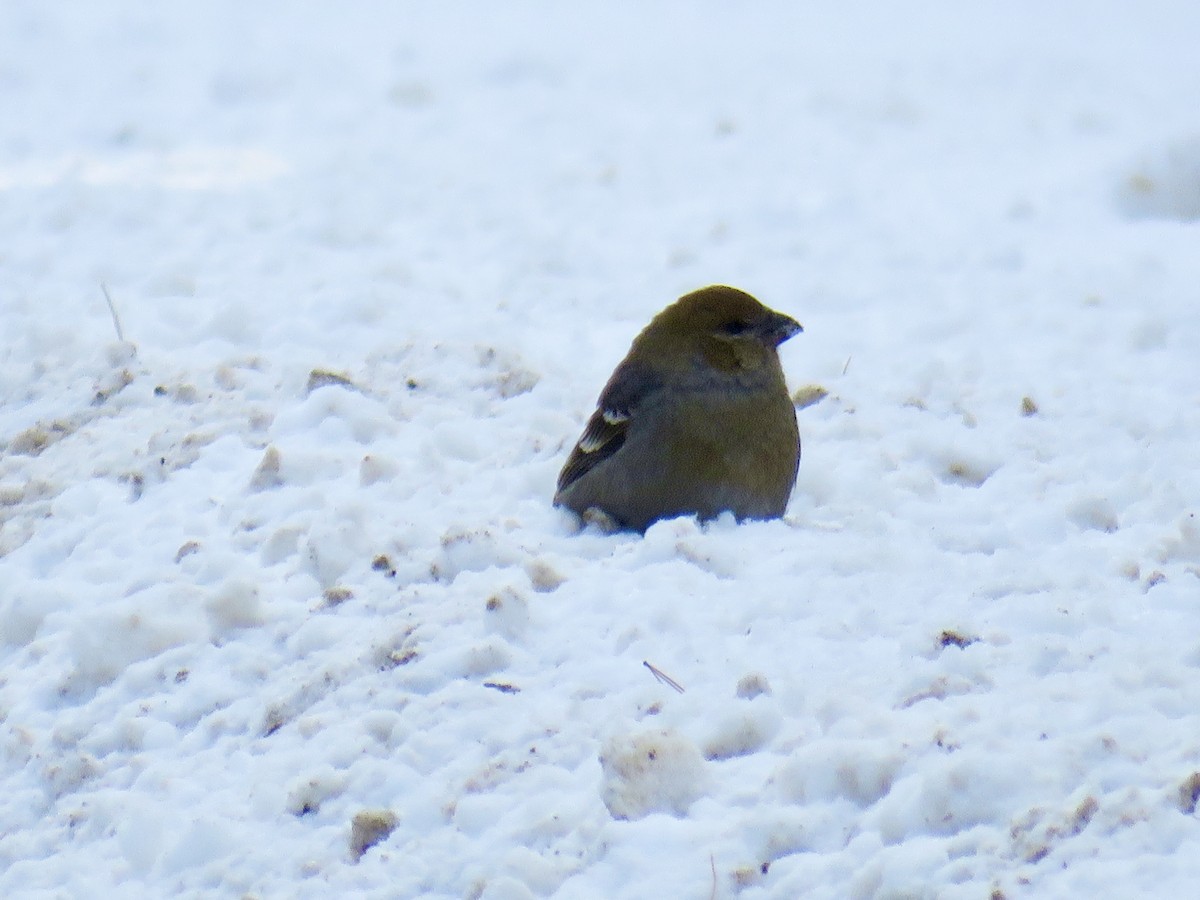 konglebit - ML647028193