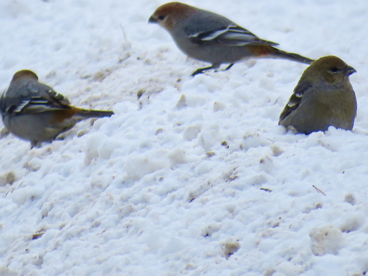 konglebit - ML647028194